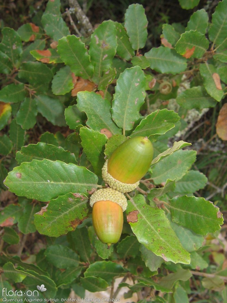 Portuguese Oak Fruit