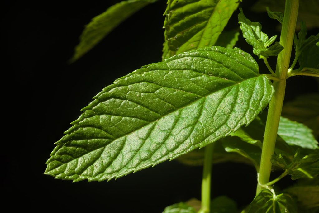 Mint leaf close up Mint leaf close up