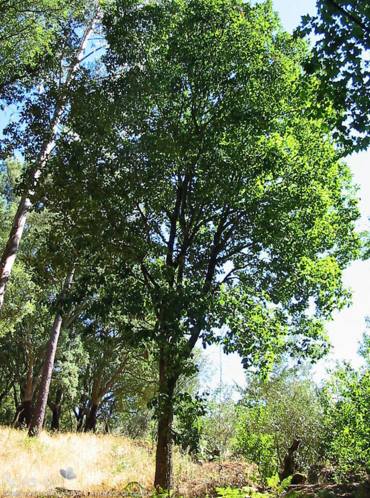 Algerian Oak