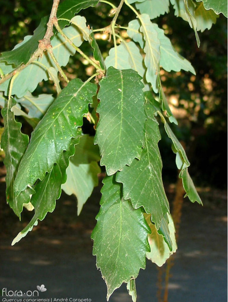 Algerian Oak Leaves