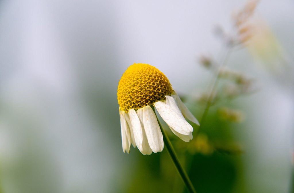 Chamomile close up