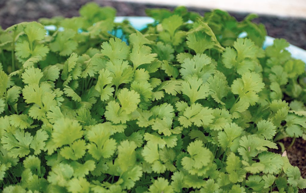 Coriander