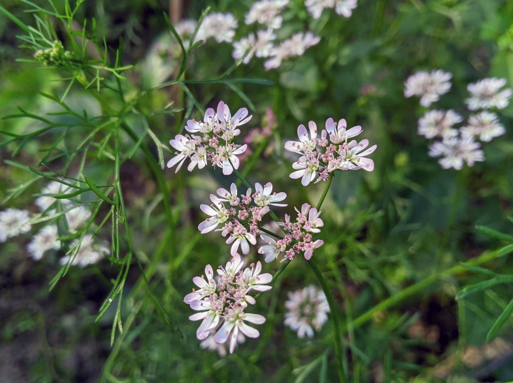 Coriander Flowers