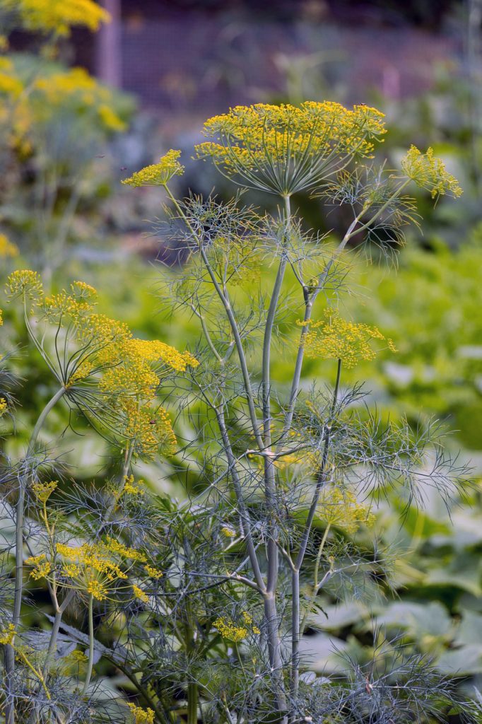 Dill Flowers