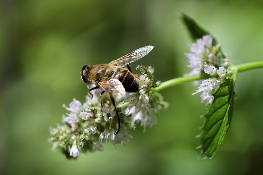 Mint Flower