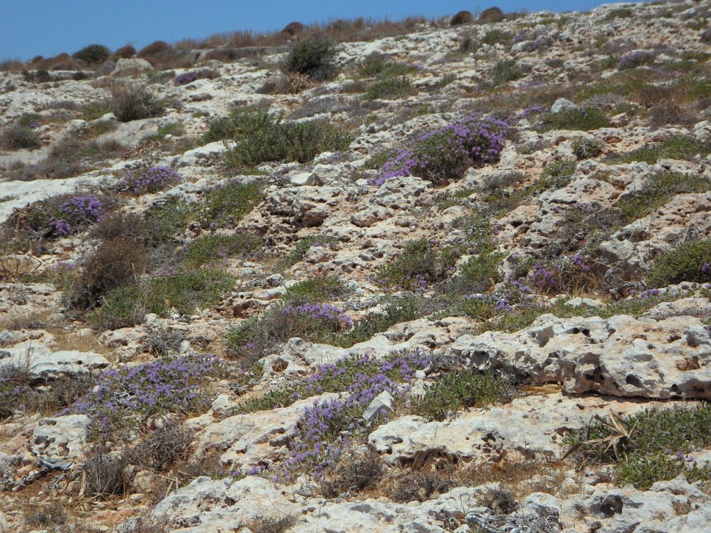 Shrubs of Wild Thyme Scattered Across Rocky Mediterranean Landscape 