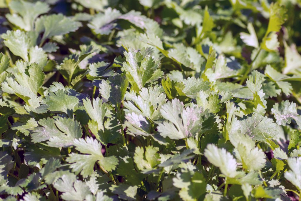 Coriander