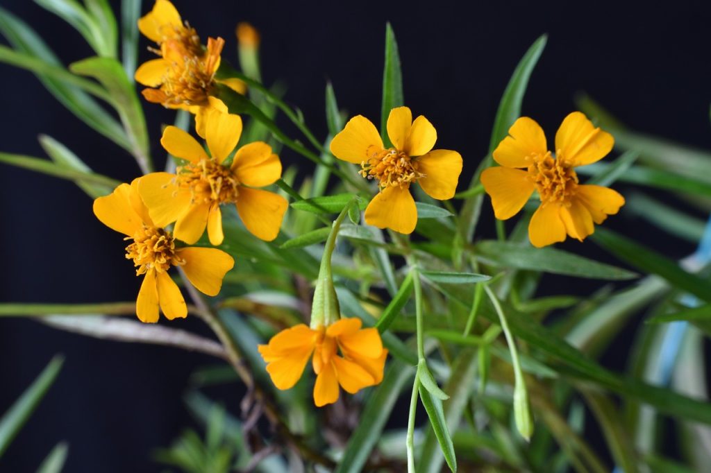 Tarragon Flowers