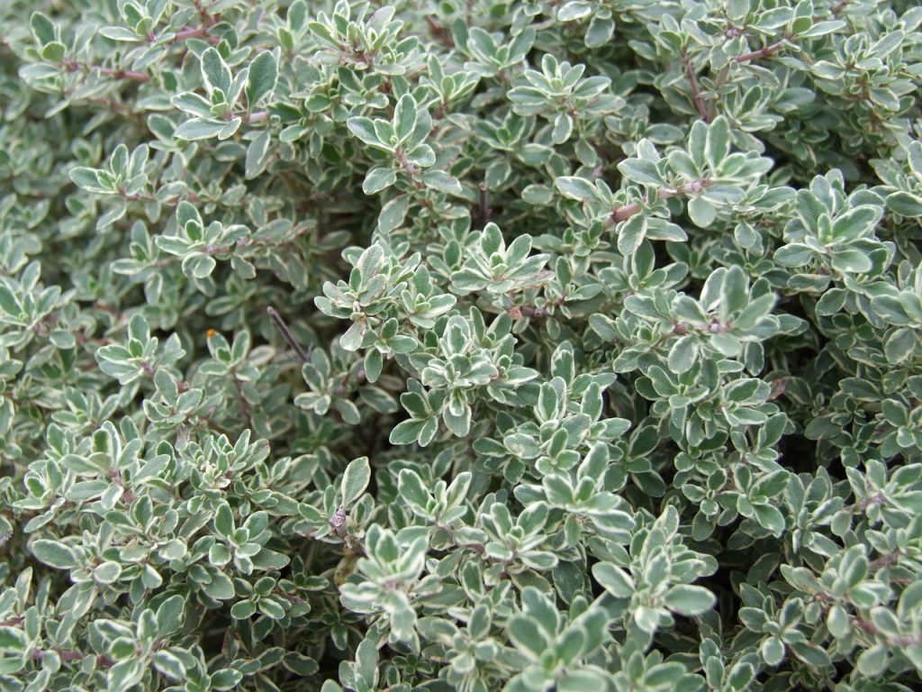 Thyme Leaves