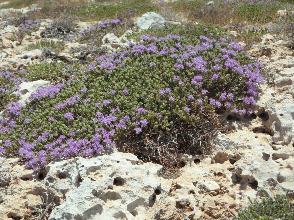 Mediterranean Wild Thyme