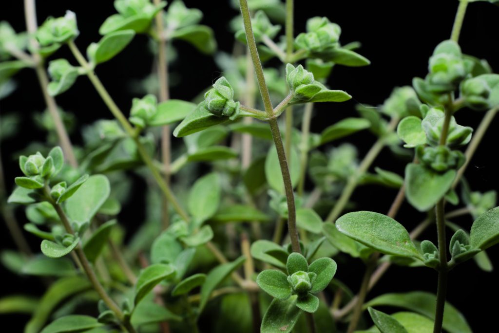 Marjoram Marjoram
