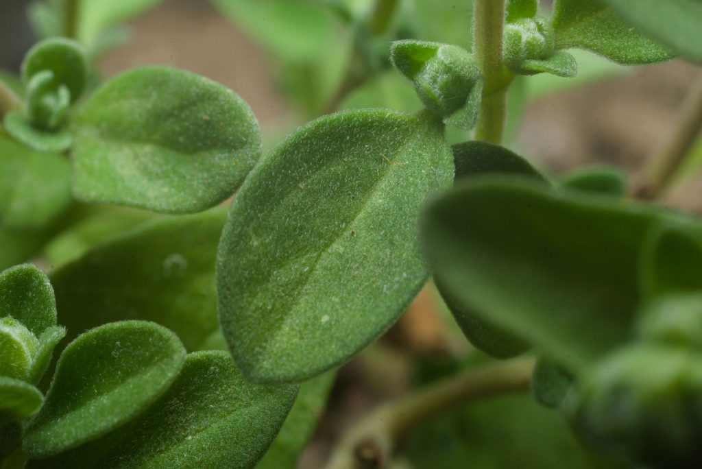 Marjoram Marjoram