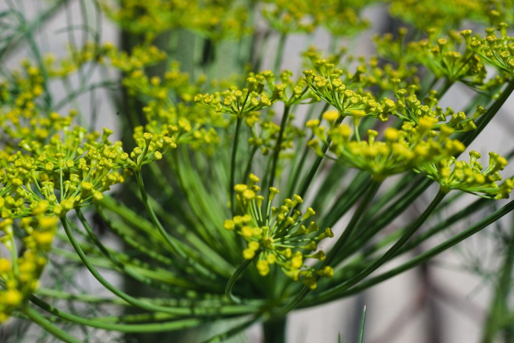 Dill Dill