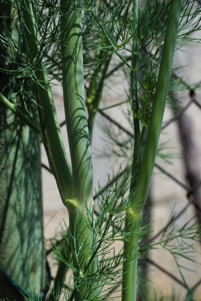 Dill Stem Dill Stem