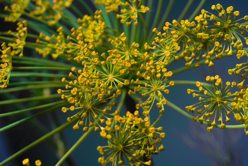 Dill Flowers Dill Flowers