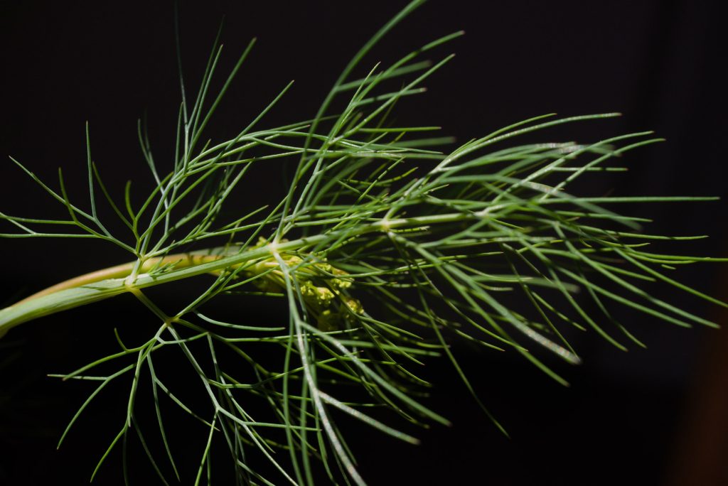 Dill Dill