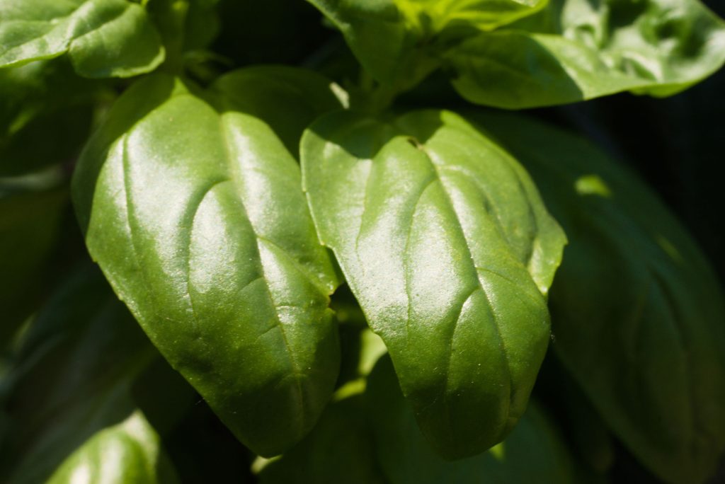 Basil Basil