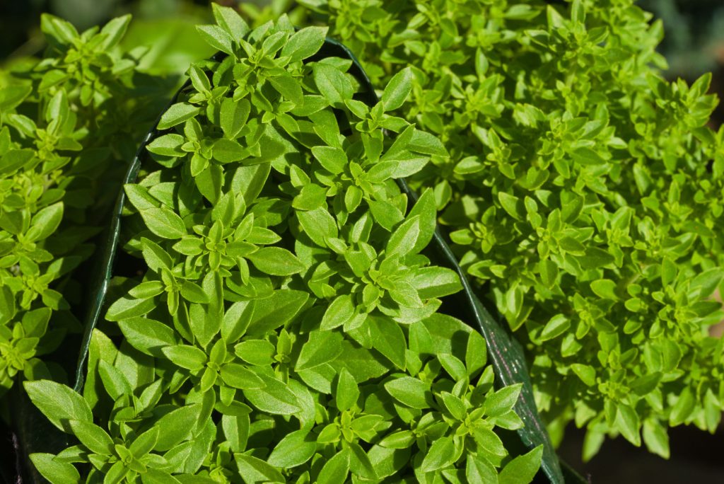 Greek Basil Greek Basil