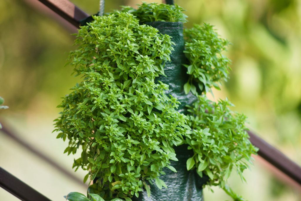Greek Basil