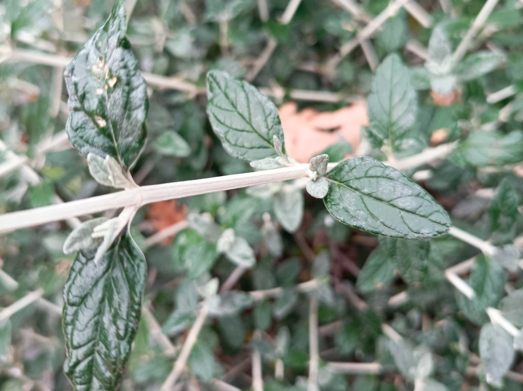 Tree Germander Leaves