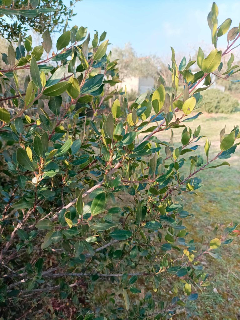 Mediterranean Buckthorn