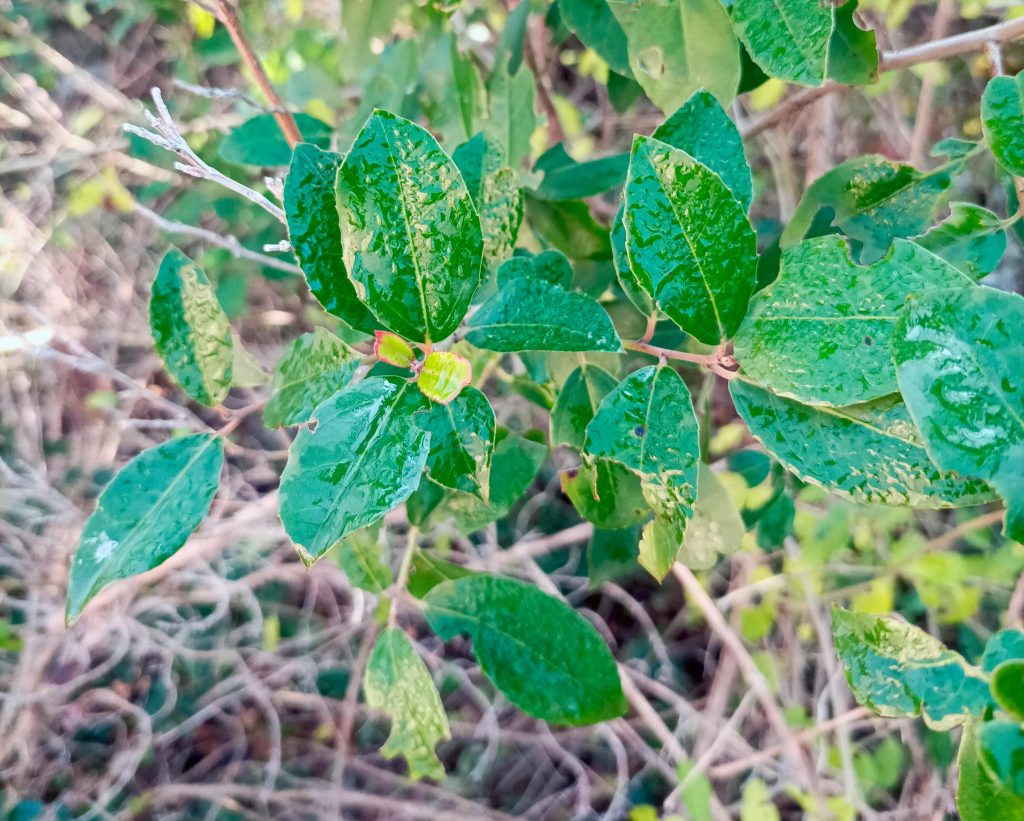 Mediterranean buckthorn 