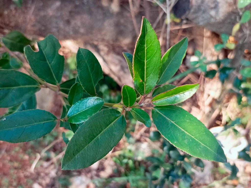 Mediterranean Buckthorn