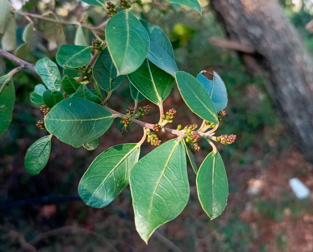 Mediterranean Buckthorn