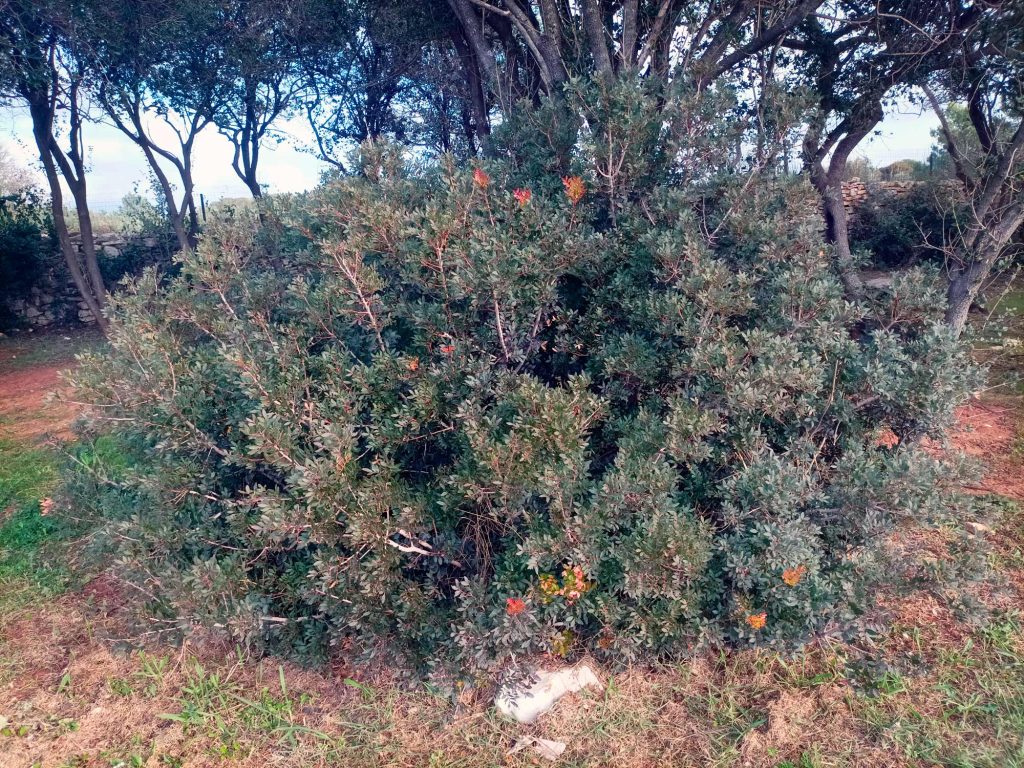 Lentisk Shrub