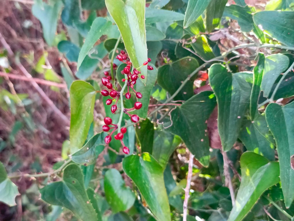 Smilax Berries