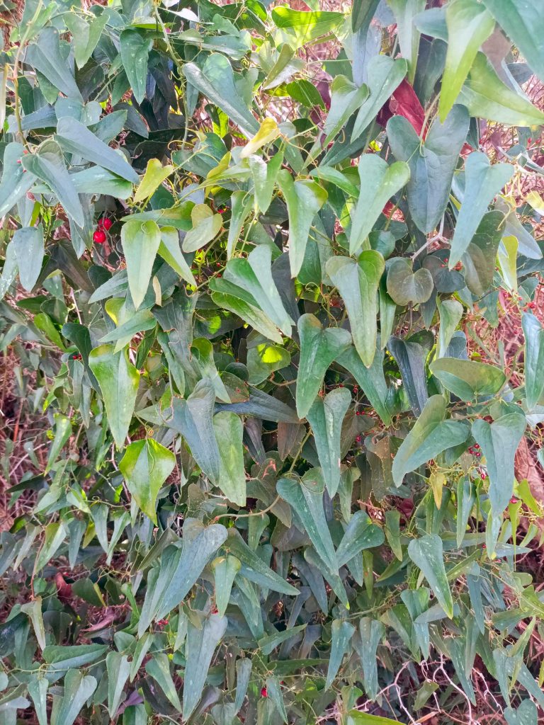 Common Smilax