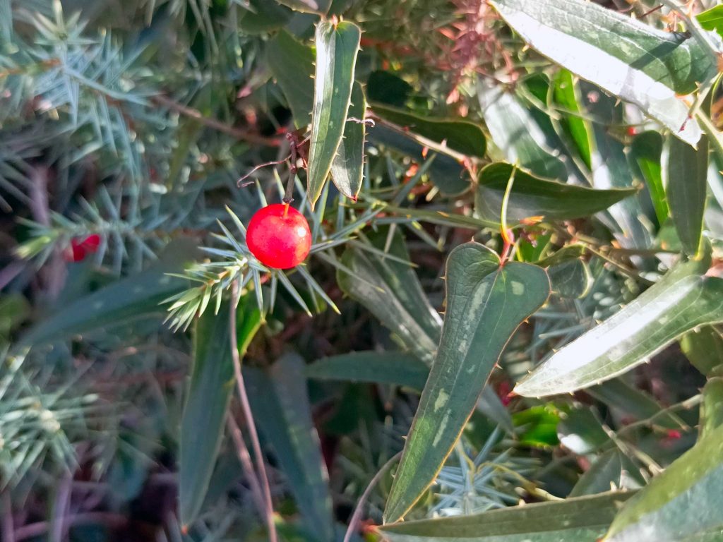 Common Smilax Berrie