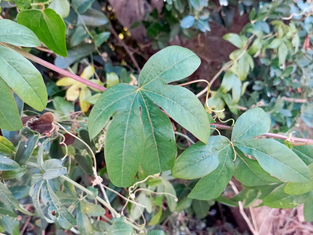 Common Passion Flower