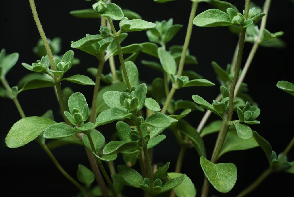 Marjoram Marjoram