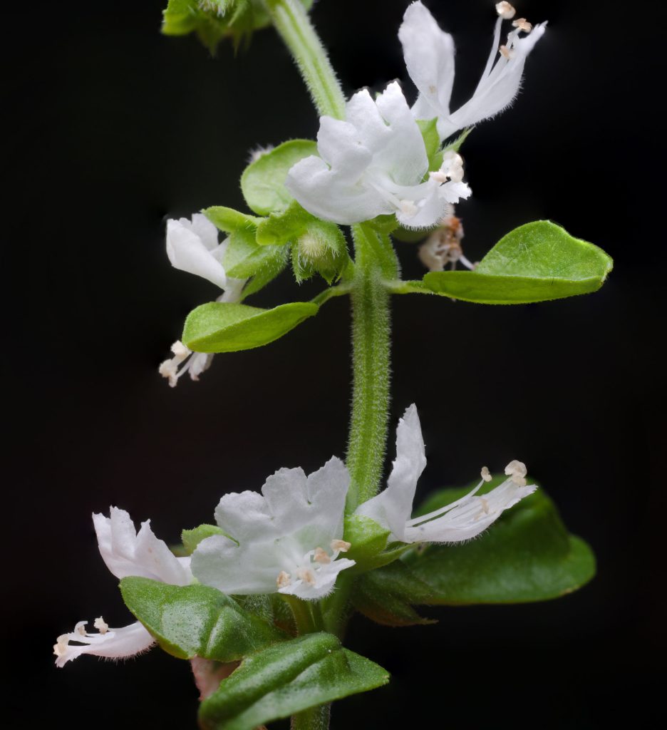 Basil Flowers Basil Flowers
