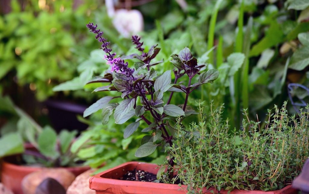 Basil Flowers