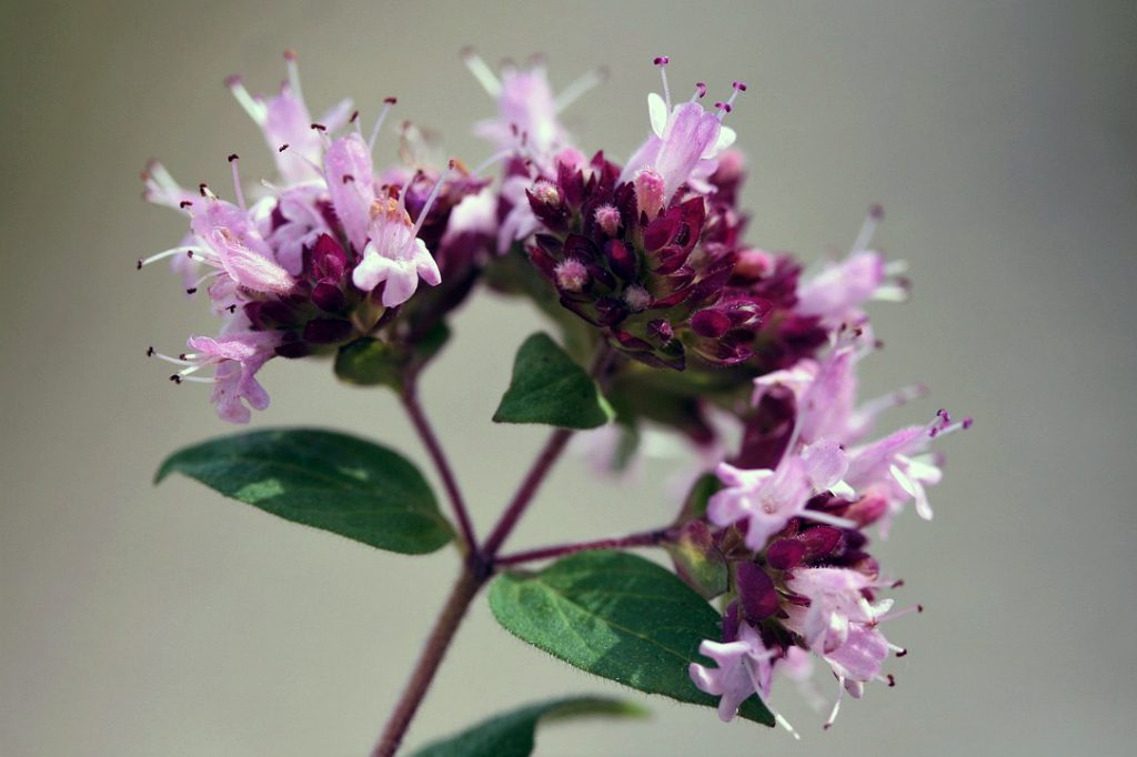 Oregano Flower