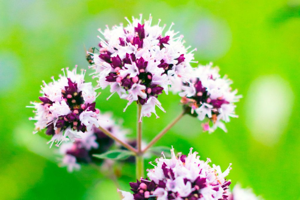 Oregano Flowers