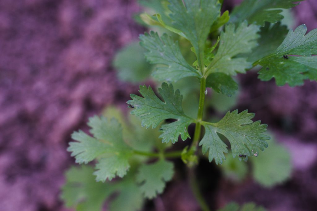 Coriander