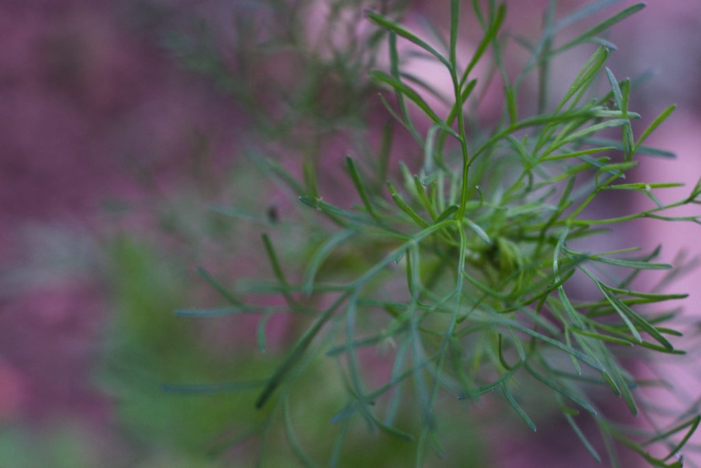 Coriander Coriander