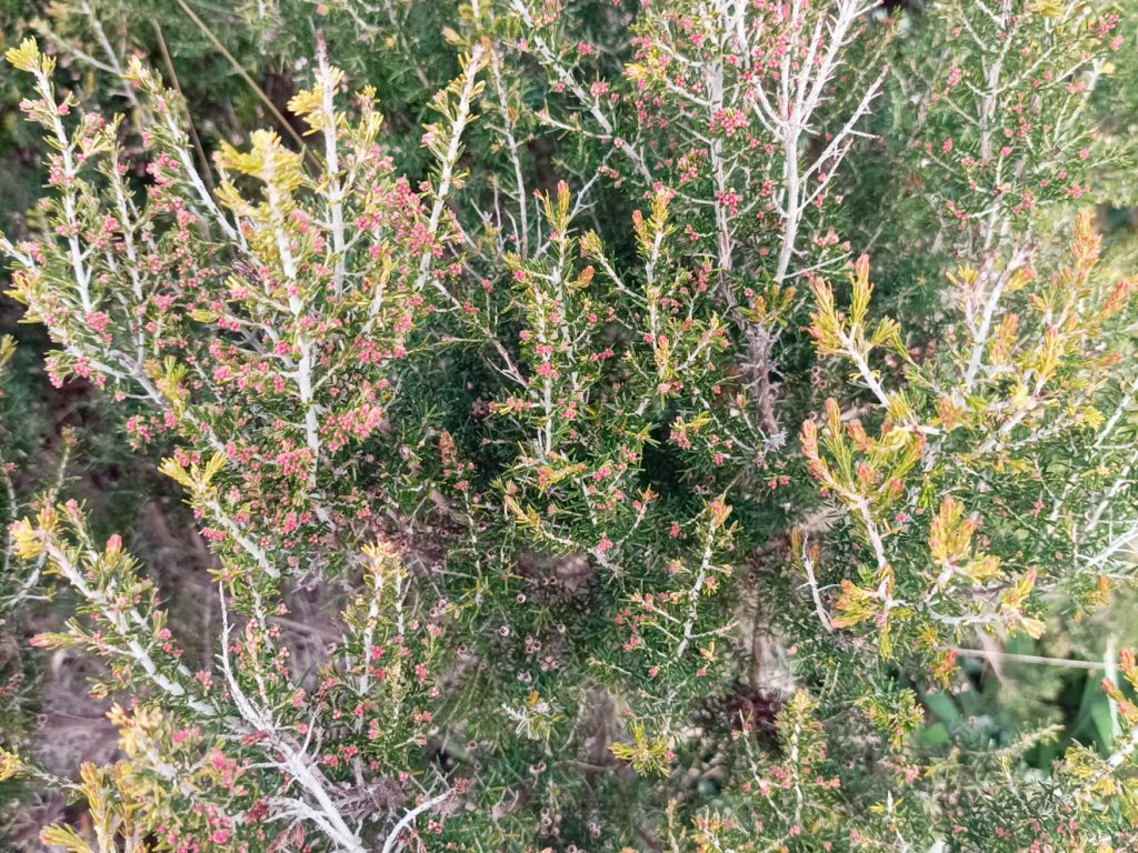 Tree heath