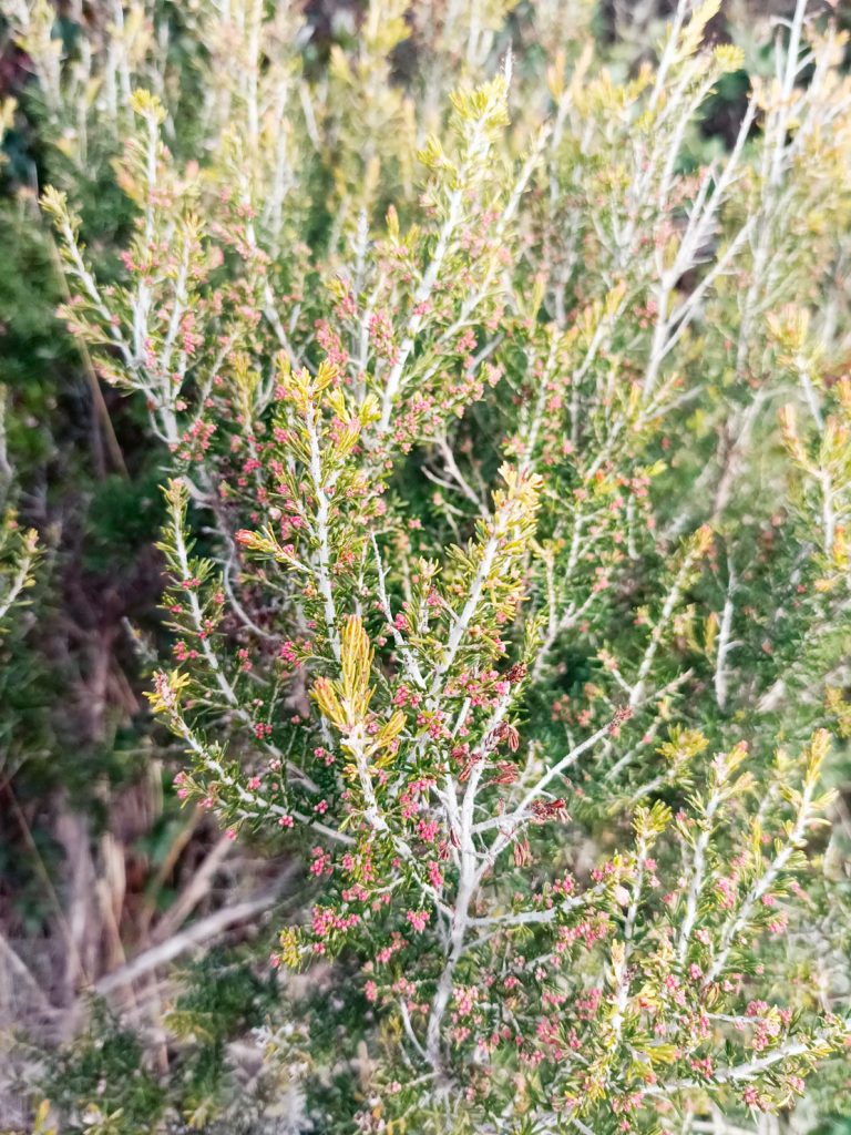 Tree heath