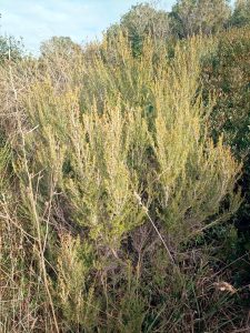 Tree heath