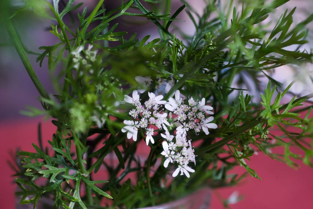 Coriander Flowers Coriander Flowers