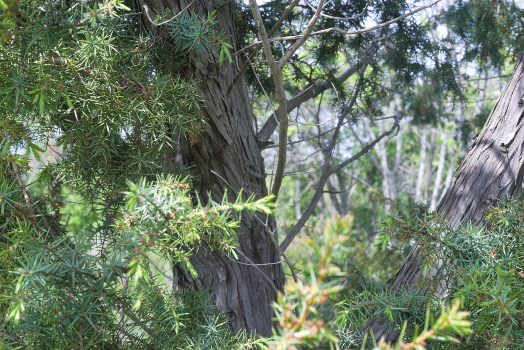 Cade Juniper Cade Juniper