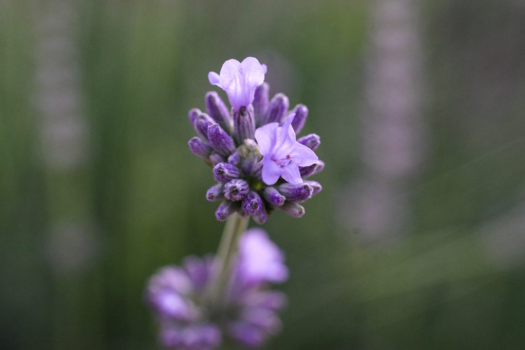 Lavender Flower Lavender Flower