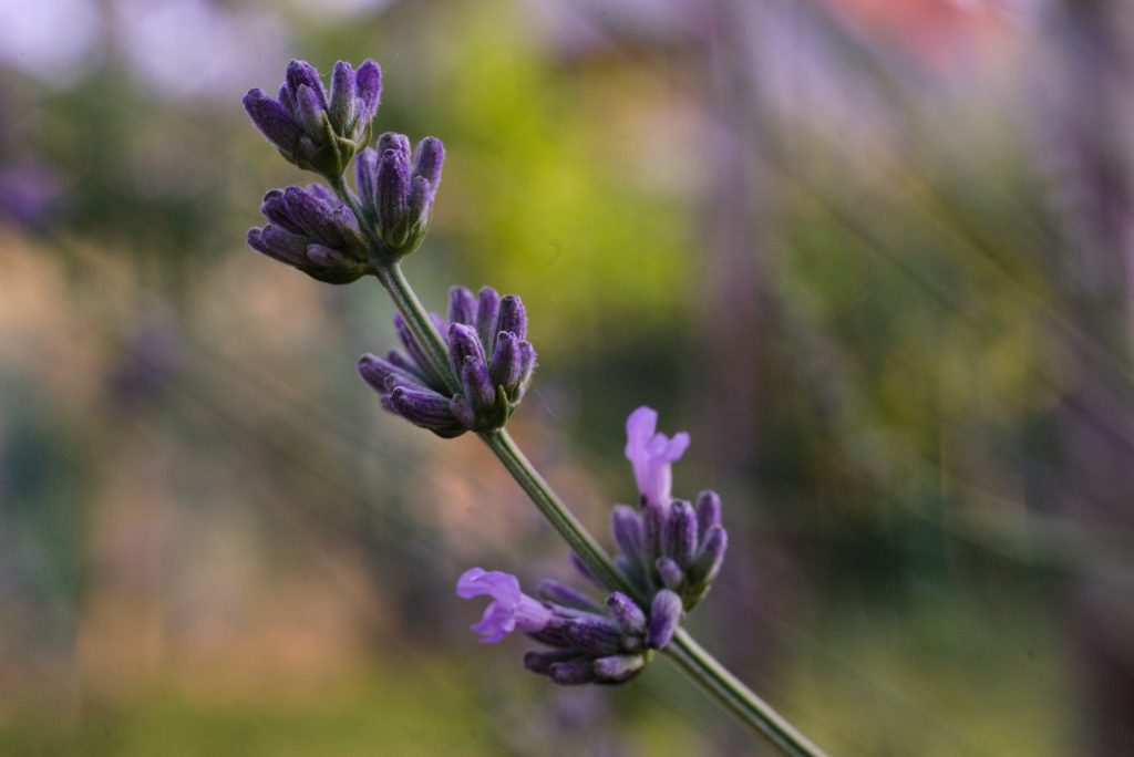 Lavender Lavender