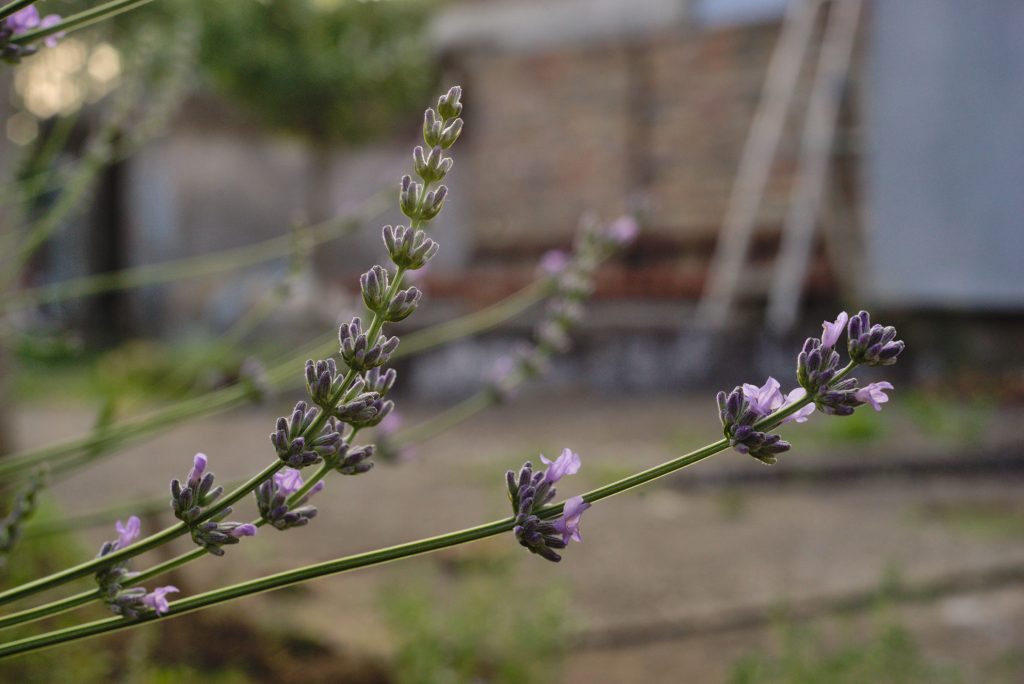 Lavender