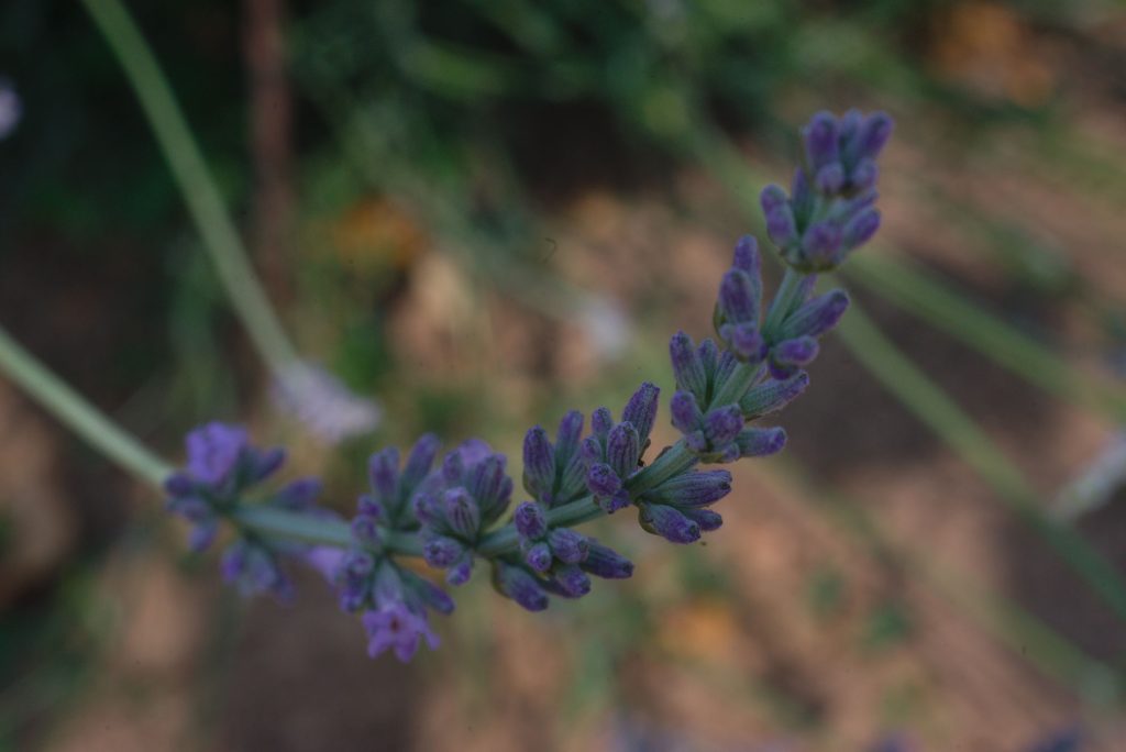 Lavender Flower Lavender Flower