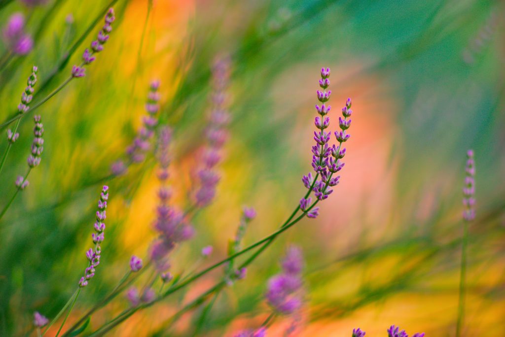 Lavender